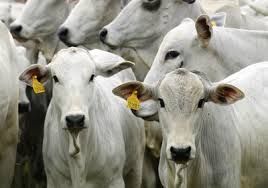 Exportao brasileira da carne bovina in natura aumenta 1,6% no ms de abril