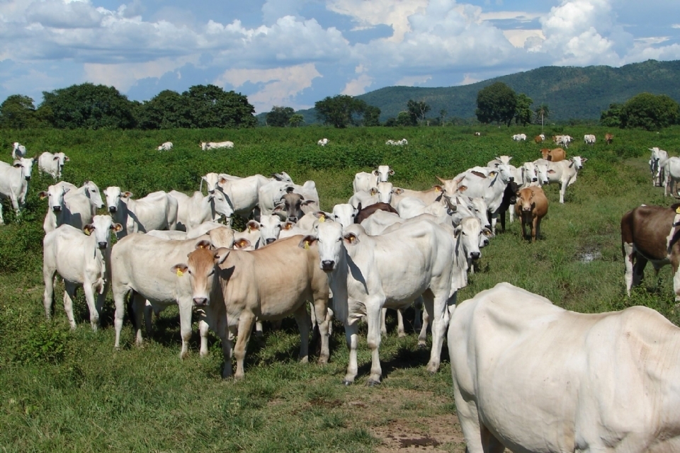 Mato Grosso quebra recorde e abate mais de 627 mil cabeas de gado em maio
