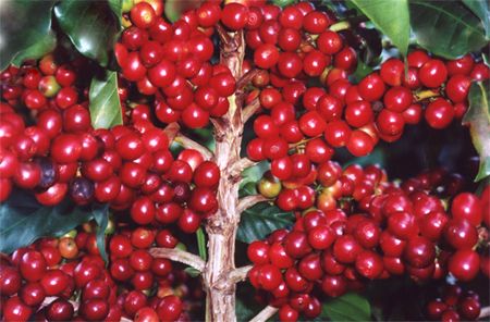Primeira cultivar de caf da Embrapa ser comercializada
