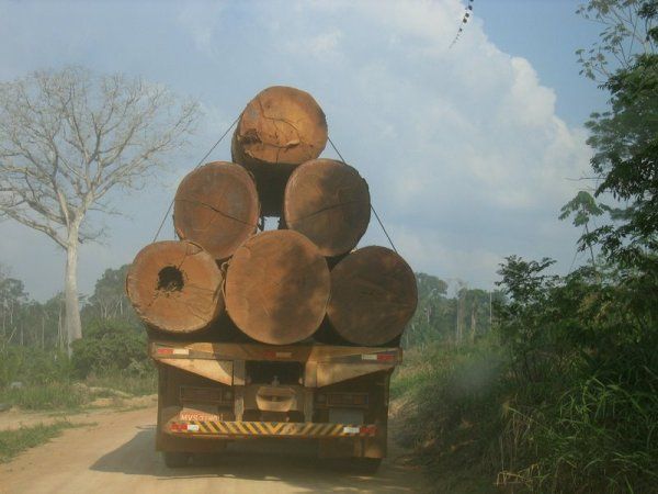 Extrao de toras de madeira volta a aumentar em Mato Grosso depois de trs anos