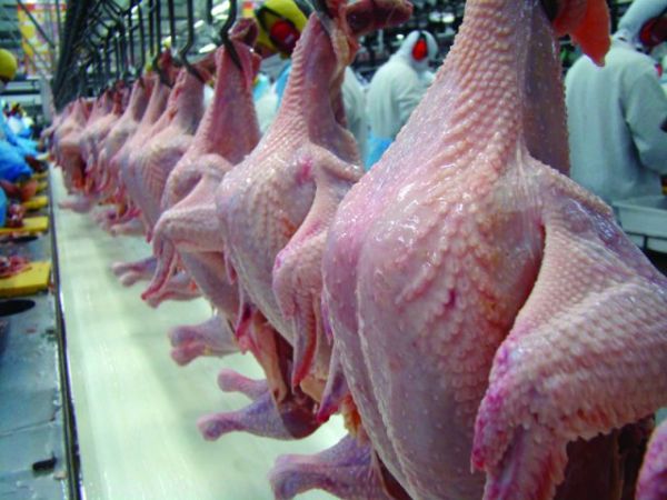 Disponibilidade de frango para o mercado interno deve crescer quase 5%