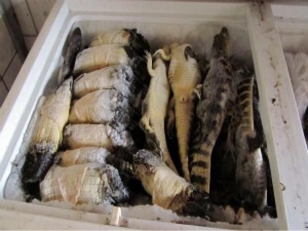 Carne de jacar e 70 kg de pescado foram aprendidos por fiscais da Sema na regio do Araguaia