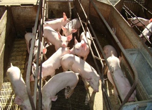 Exportao de carne suna cai 17,9% em maro