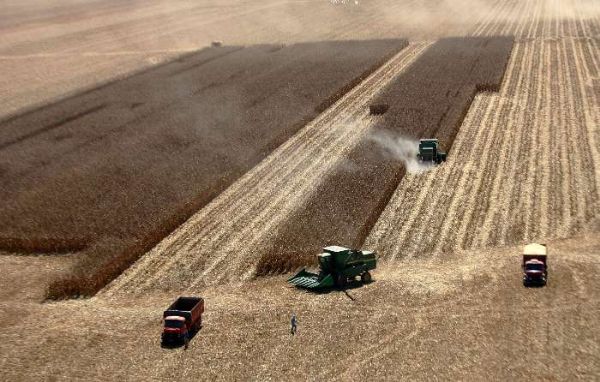 Argentina registra avano na colheita de milho e soja