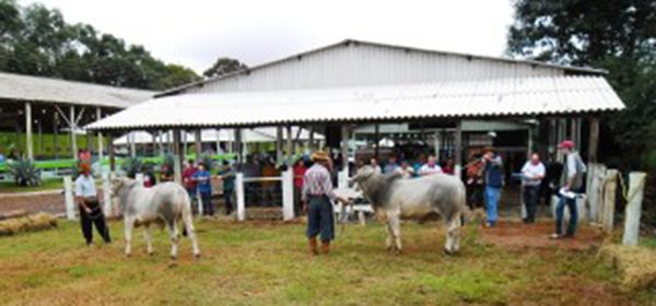 Concursos premiam gado de corte e de leite