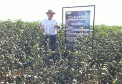 Cultivares de algodo lanadas pelo IMA trazem 2 gerao de tecnologia e prometem combate a lagartas
