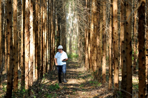 Ibama deve suspender atividade florestal em Mato Grosso a partir de segunda-feira