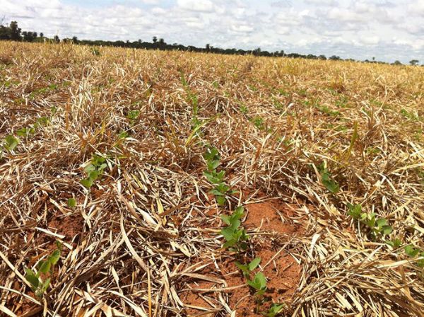 Sistema agropastoril evita abertura de novas reas e ser destaque no Showtec 2015