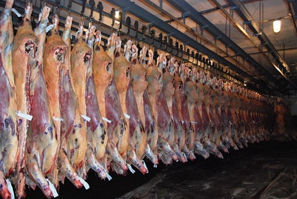 MPF investiga MT e mais 4 estados por abate clandestino de bovinos