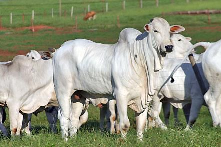 Cuiab recebe Workshop sobre manejo e tecnologias para melhoria de carcaa de bovinos confinados