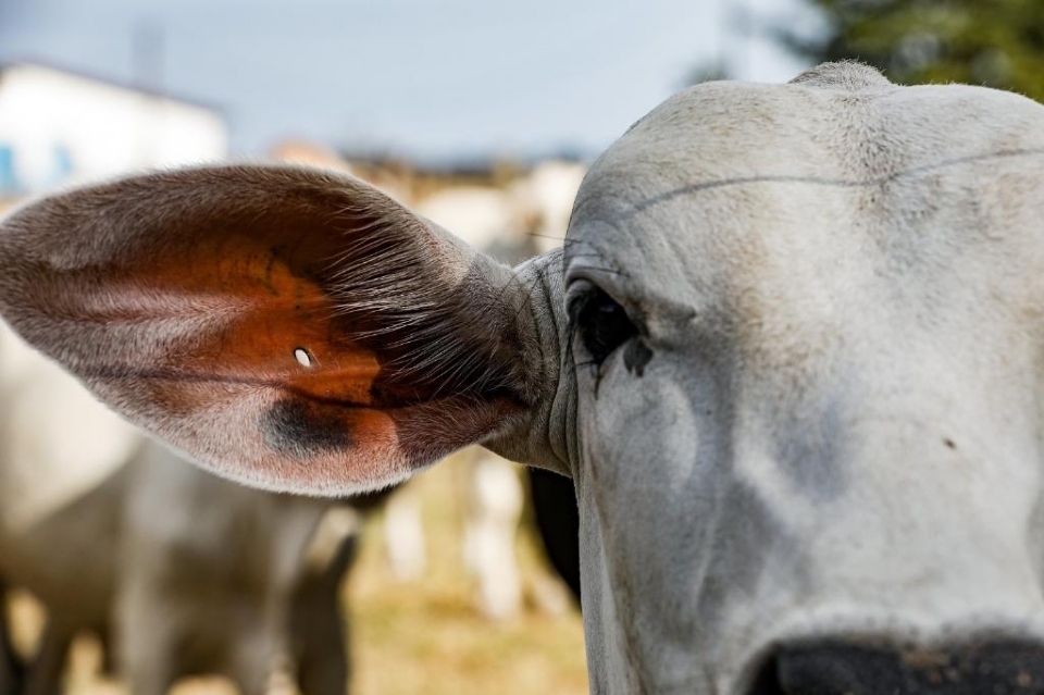 'Afronta a soberania nacional', diz presidente da Acrimat aps Carrefour anunciar suspenso da importao de carne