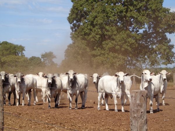 Vaca Louca leva Peru suspender por 180 dias a importao de carne do Brasil