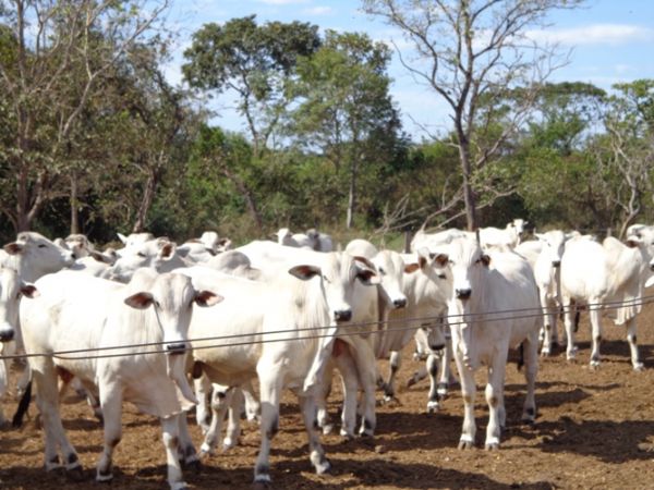 Setores produtivos aguardam laudo sobre mal da vaca louca em Mato Grosso