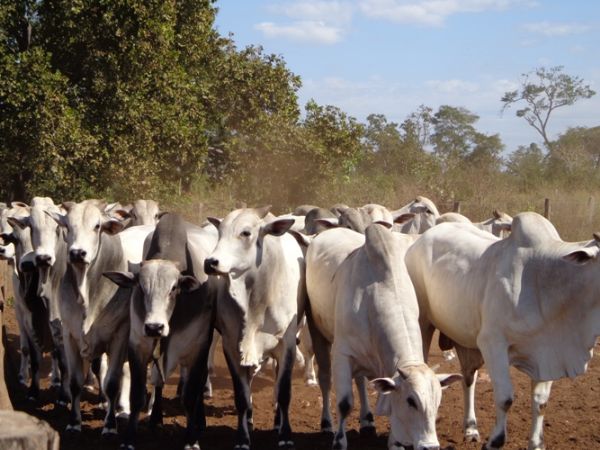 Estado deve imunizar 12,6 milhes de bovinos contra a aftosa em maio