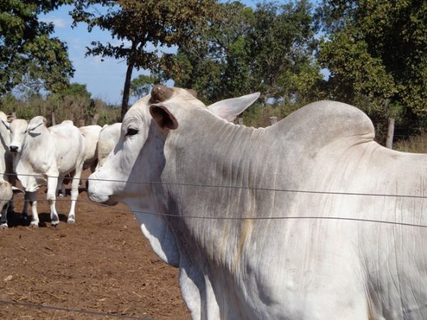 Regras para importao de bovinos de pases com risco de vaca louca so criadas