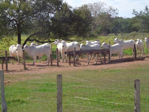 Palestras sobre suplementao de bovinos na seca ser realizada em Mato Grosso
