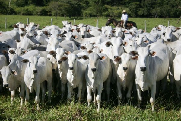 Abate bovino apresenta recuo de 9,12% em cinco meses