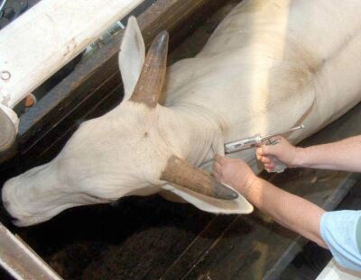 Perdas provocadas por reao vacinal em bovinos chega a R$ 50 por cabea