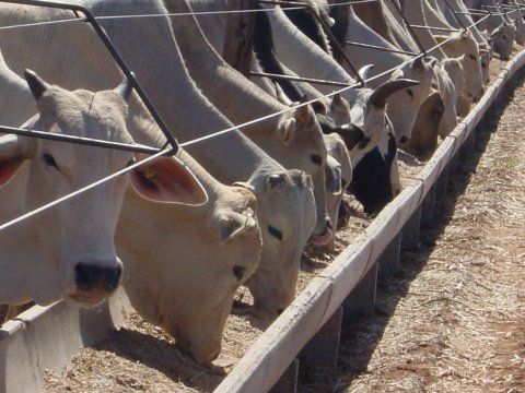 Alta nos preos dos gros fora diminuio de confinamento bovino em Mato Grosso