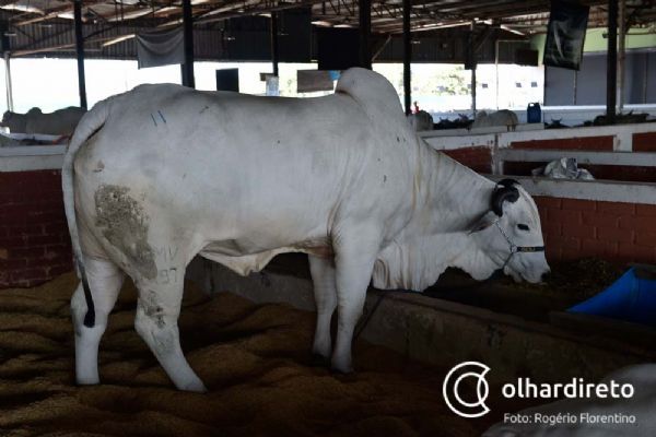 Mato Grosso conta com 10 municpios entre os maiores produtores de gado do Brasil