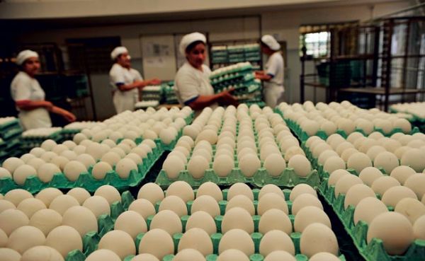 Exportao dos ovos teve um leve aumento no quinto ms do ano