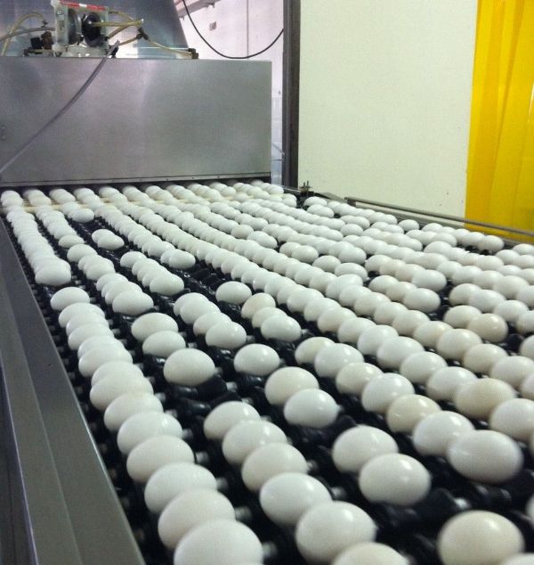 MT aumenta participao na produo nacional de ovos de galinha e chega ao 6 lugar