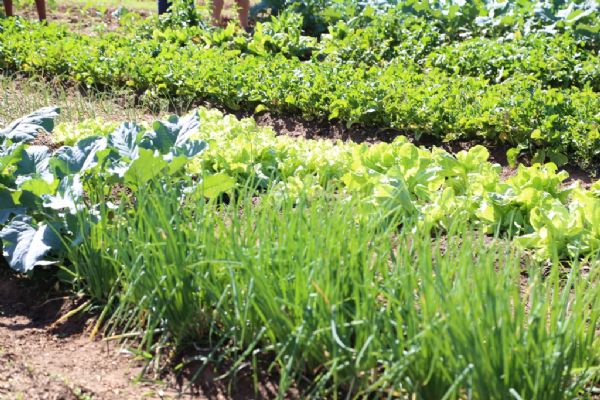 Cultivo de hortalias so as atividades preferidas por alunos de escolas pblicas do programa Mais Educao