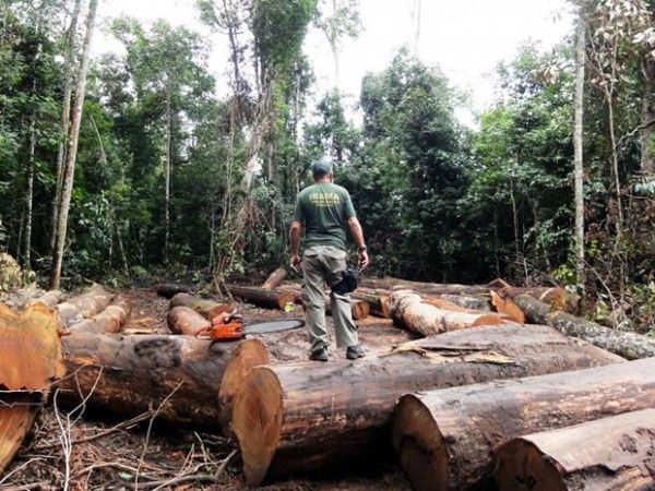 Trs pessoas foram presas por subtrao de madeira ilegal em Mato Grosso