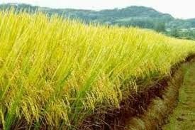 Monarca do arroz e acionista de uma das maiores do mundo verifica investimentos no Brasil