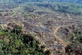 MPF em Cceres multa dois acusados em R$ 21 milhes por desmatamento ilegal