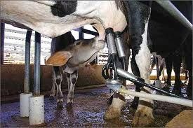 Produtor de leite de MT ser responsvel pela emisso de nota fiscal de venda de leite cru para a indstria