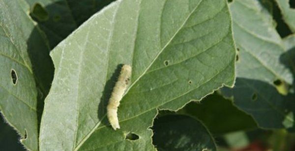 A lagarta-do-algodo muda de cor ao comer folhas de soja e se confunde com outras pragas