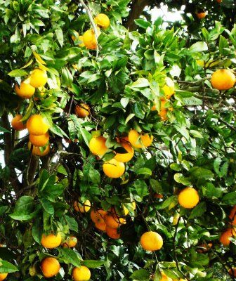 Campanha para estimular consumo  opo contra crise da laranja