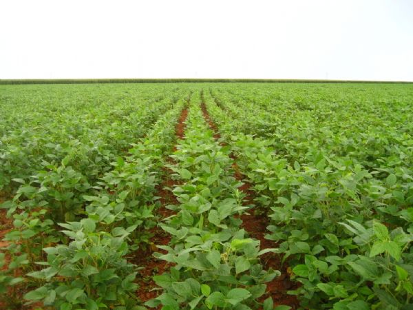 Custo de produo da soja deve aumentar 21,5% na safra 2013/2014 em Mato Grosso