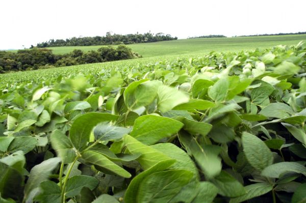Produo mundial de soja tem estimativa elevada, mas demanda tambm cresce e diminui estoques