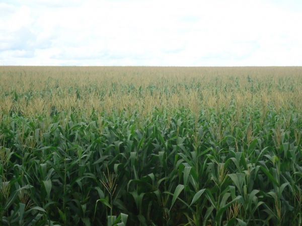Semeadura do milho est 3,3 p.p. atrasada em Mato Grosso ante safra passada
