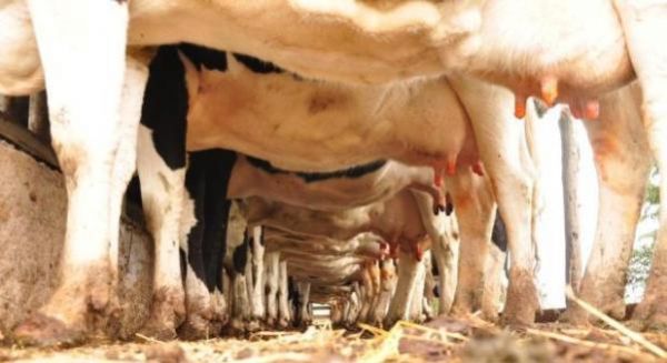 Espera-se que a produo leiteira mato-grossense continue alta devido s boas chuvas no Estado