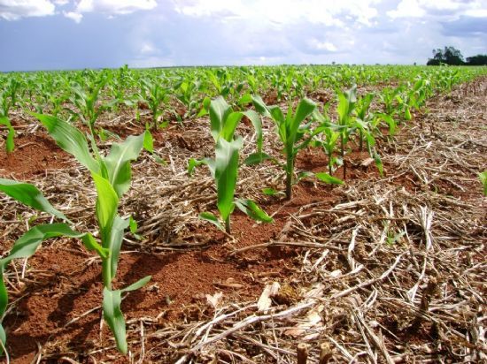 Mais de 820 mil hectares de milho sero cultivados fora da poca ideal em Mato Grosso