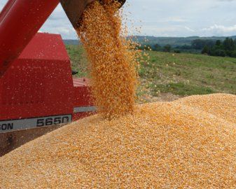 Com clima adverso nos EUA, milho trabalha com forte alta em Chicago