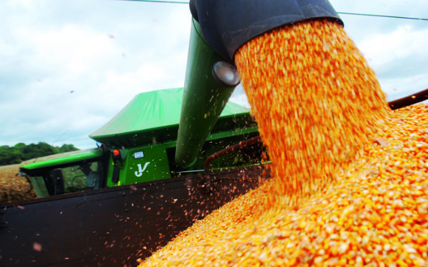Reduo nas negociaes de milho  o principal fator para baixo desempenho nas exportaes em Sorriso e Cuiab, por exemplo