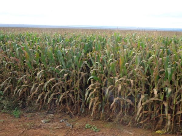 Expedio para verificar lavouras de milho percorre 155 propriedades