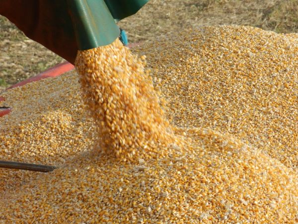 Colheita do milho avana e comercializao atinge 25,64% da safra prevista