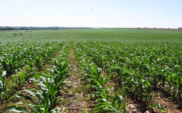 Plantio do milho comea em Mato Grosso e chega a quase 1% da rea