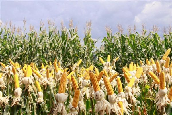 Clima provoca diferena de at 77 sc/ha de milho em regies de Mato Grosso