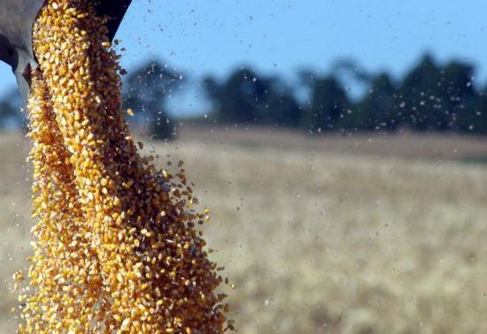 Safra de milho dos EUA segue com volumes elevados e mercado sente baixa nos preos