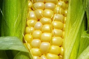 Governo define parmetros para contratos de opo de milho