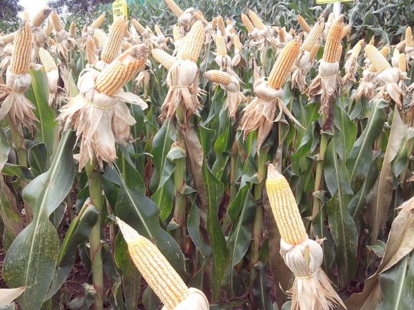 Recorde em produtividade no impactou nos preos do milho em Mato Grosso