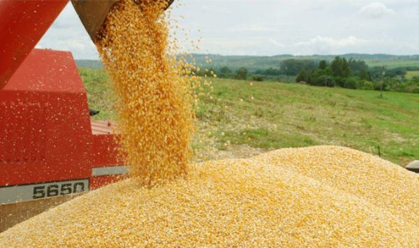 Colheita do milho atinge 20,7% da rea; Avano semanal dos trabalhos foi de 11,2%