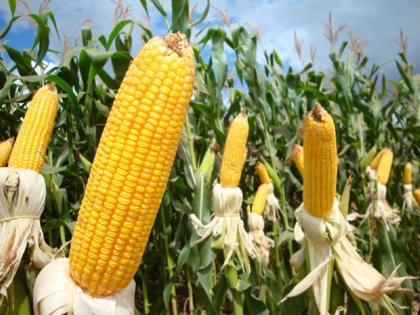 Governo autoriza compra de 3 milhes de toneladas de milho