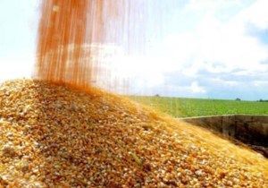 Colheita do milho avana em 9,5% da rea; Produtividade mdia  de 93,8 sc/ha